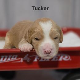 Tucker - Apricot male Goldendoodle puppy in Summerville, South Carolina from Channys Doodles