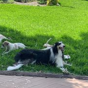 Borzoi and Cavalier King Charles Spaniel Puppies from Aria Borzoi