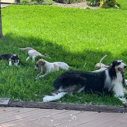 Borzoi and Cavalier King Charles Spaniel Puppies from Aria Borzoi