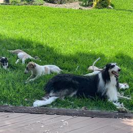 Borzoi and Cavalier King Charles Spaniel Puppies from Aria Borzoi