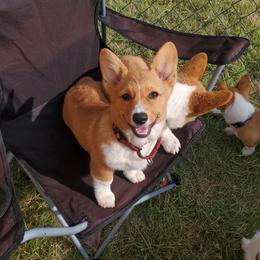Pembroke Welsh Corgi Puppies from Tiny Titans K9