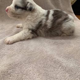 Australian Shepherd and Treeing Walker Coonhound Puppies from Bluegrass BET Aussie’s