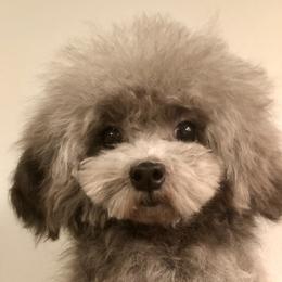 Molly - Poodle