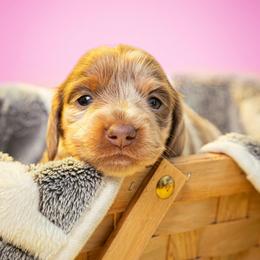 Havana - Dapple female Dachshund puppy in Hialeah, Florida from Slinky Doxie 305
