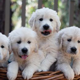 Golden Retriever puppies from East Bay Golden Retrievers