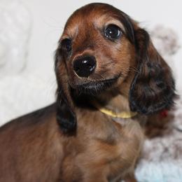 Girl 3 - Red female Dachshund puppy in Craig, Colorado from Rocky Mountain Shih Tzus and Dry Creek Miniature Dachshunds