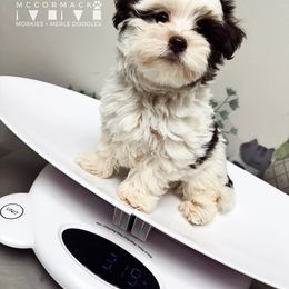 Smith - Chocolate and White Parti Morkie - Chocolate male Morkie puppy in Franklin, Tennessee from McCormack Morkies + Merle Doodles