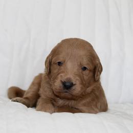 Goldendoodle Puppies from Silver Barn Doodles