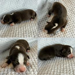 Red tri male - Red tri male Toy Australian Shepherd puppy in Brooker, Florida from Honey, I Shrunk the Aussies
