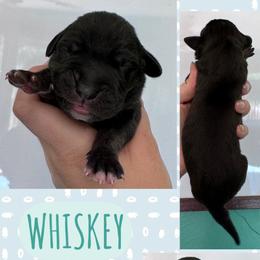 Whiskey - Brindle male Great Dane puppy in Wellsville, New York from Prophecy Danes