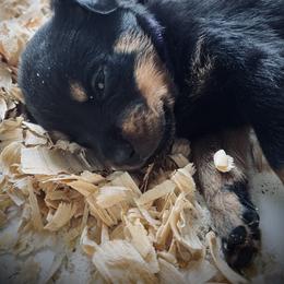 Rottweiler Puppies from Vom Arnold-Hause Rottweilers