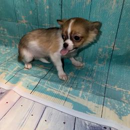 8920 sable female - Black sabled fawn female Chihuahua puppy in Palmyra, Indiana from Country Star Chihuahuas