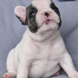 Pixie - White and black female French Bulldog puppy in Maplewood, New Jersey from Poos&Bulls Keepsake