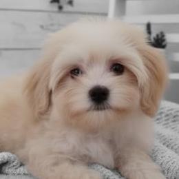 Vienna - Apricot male Maltipoo puppy in Salisbury, North Carolina from Carolina Canines