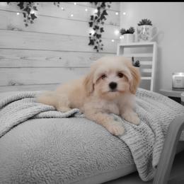 Vienna - Apricot male Maltipoo puppy in Salisbury, North Carolina from Carolina Canines