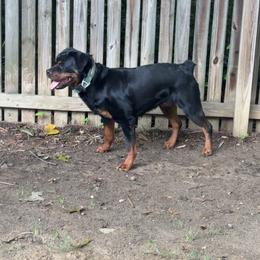 Rottweiler puppies from 50EastRotties