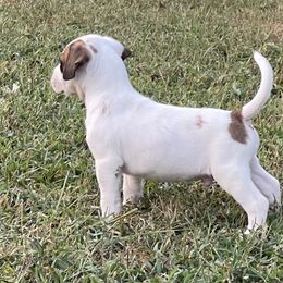 American Bulldog Puppies from Rogue Native Bulldogs