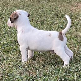 American Bulldog Puppies from Rogue Native Bulldogs