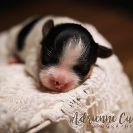 Biewer Terrier Puppies from Imperial BabyDoll Biewers