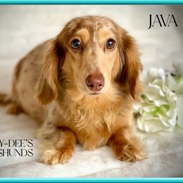 Java - Dachshund