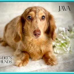 Java - Dachshund