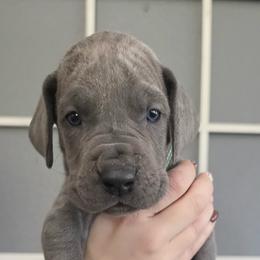 Tyler - Blue male Great Dane puppy in Longview, Texas from Lazy A Danes