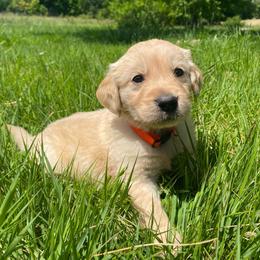 Orange Boy - Golden male Golden Retriever puppy in Louisville, Illinois from Hearth & Homestead