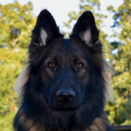 Poppy - German Shepherd