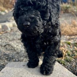 Schnoodle Puppies from Roux's Munchkins