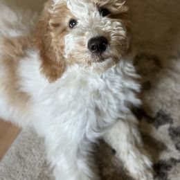 Goldendoodle Puppies from Lover Dover Doodles
