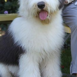 Old English Sheepdogs from Dee Caswell's Old English Sheepdogs