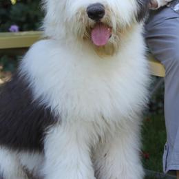 Old English Sheepdogs from Dee Caswell's Old English Sheepdogs