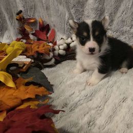 Royal - Black and tan male Pembroke Welsh Corgi puppy in Anton, Texas from X Bar's Lil Legs of Texas