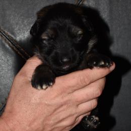 Purple Collar Female - Sable female German Shepherd puppy in Mariana, Florida from Haus M Godwin