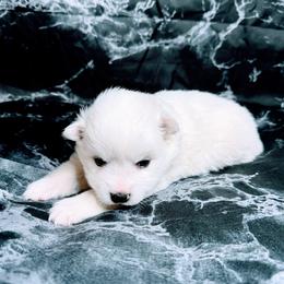 Gypsy - White female American Eskimo Dog puppy in Live Oak, Florida from Pecan Ridge Puppies
