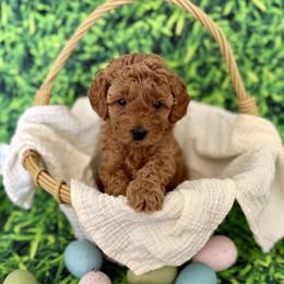 White Collar girl - Apricot female Goldendoodle puppy in Charlestown, Indiana from Mini Goldendoodle Paws 🐾