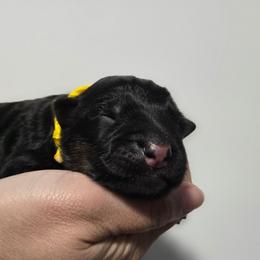 Yellow Girl - Black and tan female German Shepherd puppy in Ocala, Florida from Guardian Shepherds