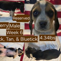 Blueberry-Brown Male - Black tan and bluetick male Beagle puppy in Bemidji, Minnesota from Nse Farms Beagles