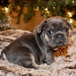 French Bulldog and Rottweiler Puppies from Muletown Rotties
