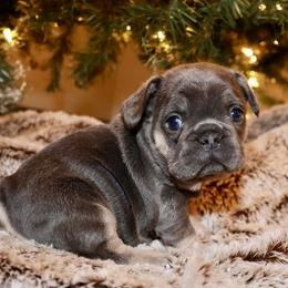French Bulldog and Rottweiler Puppies from Muletown Rotties