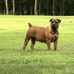Pearl - Boerboel
