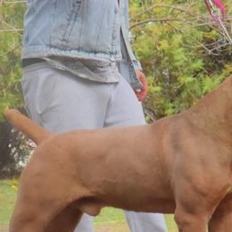 Cane Corso and French Bulldogs from Mount Olympus French Bulldogs