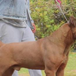 Cane Corso and French Bulldogs from Mount Olympus French Bulldogs