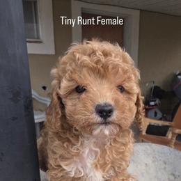 Honey - Red female Cavapoo puppy in Salt Lake City, Utah from Premier Paws