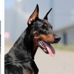 Lex - Doberman Pinscher