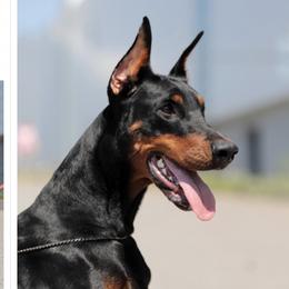Lex - Doberman Pinscher