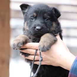 Trooper - Black and tan male German Shepherd puppy in Augusta, West Virginia from Vom Haus Highlands