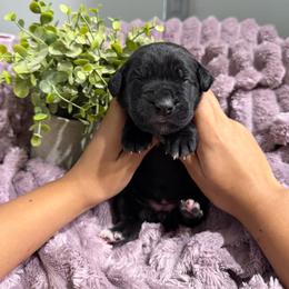 Pink collar Female - Black female Cane Corso puppy in St. Augustine, Florida from RG2 Cane Corsos