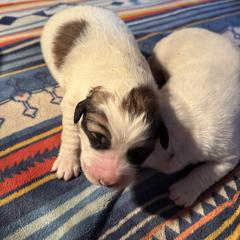 Martha May - Badger female Colorado Mountain Dog puppy in Colorado Springs, Colorado from Sharp Guardians and Goldens