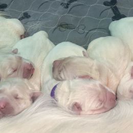 Golden Retriever Puppies from Lowcountry Goldens